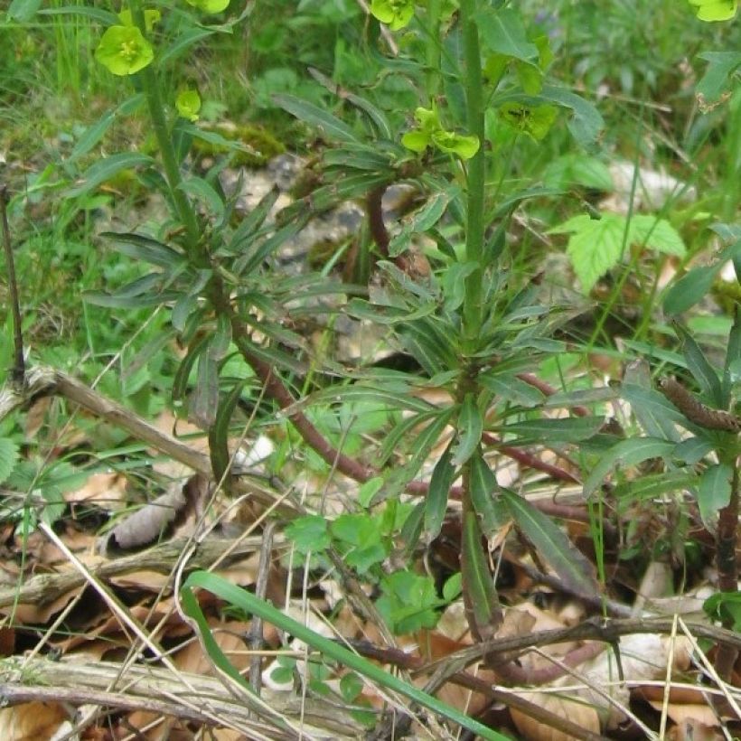 Euforbio - Euphorbia amygdaloïdes var. robbiae (Follaje)