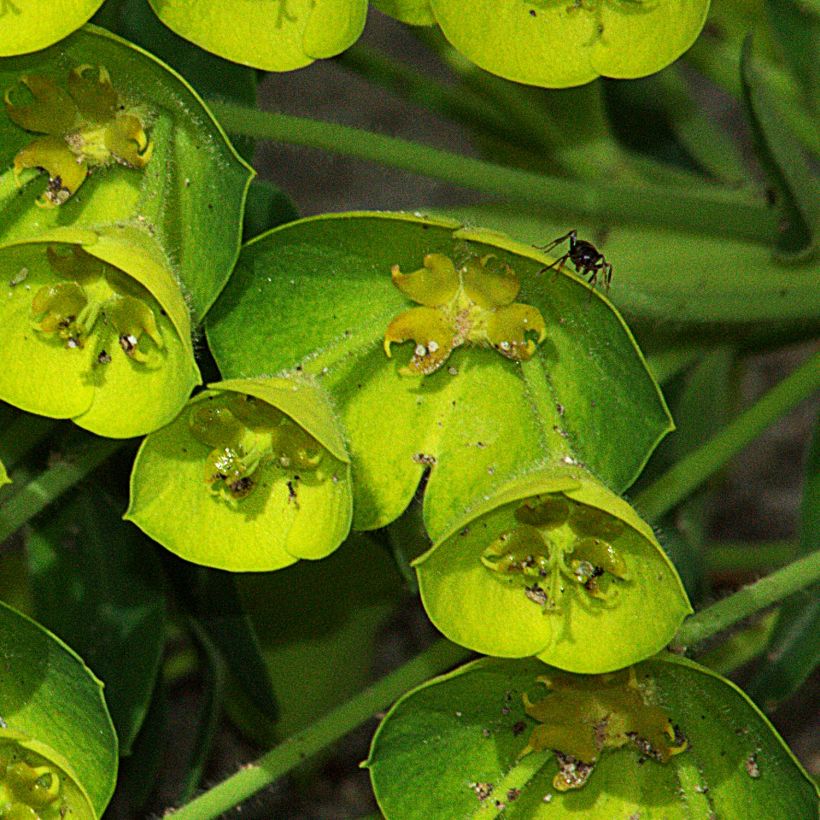 Euforbio mediterráneo Blue Wonder - Euphorbia characias (Floración)