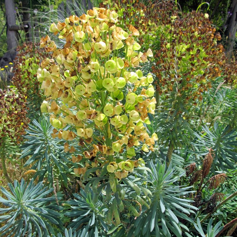 Euforbio mediterráneo Blue Wonder - Euphorbia characias (Porte)