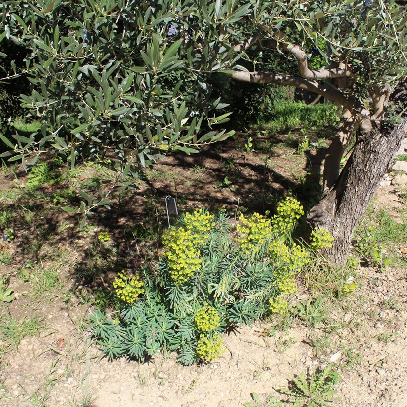 Euforbio mediterráneo - Euphorbia characias (Porte)