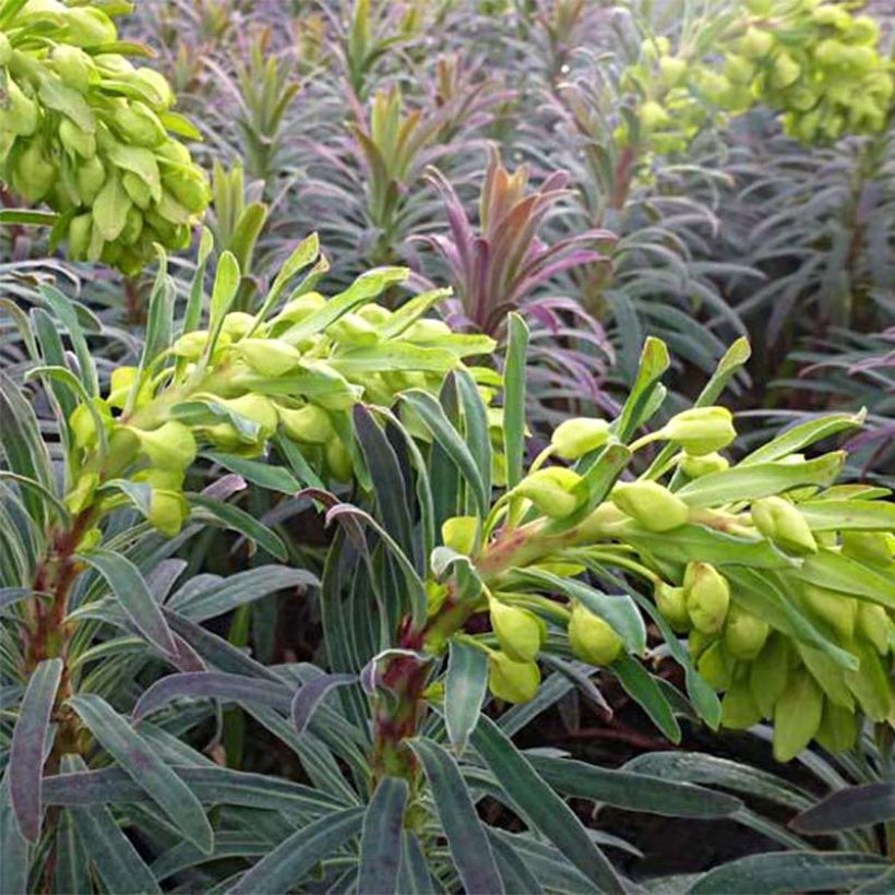 Euforbio mediterráneo Purple and Gold - Euphorbia characias (Floración)