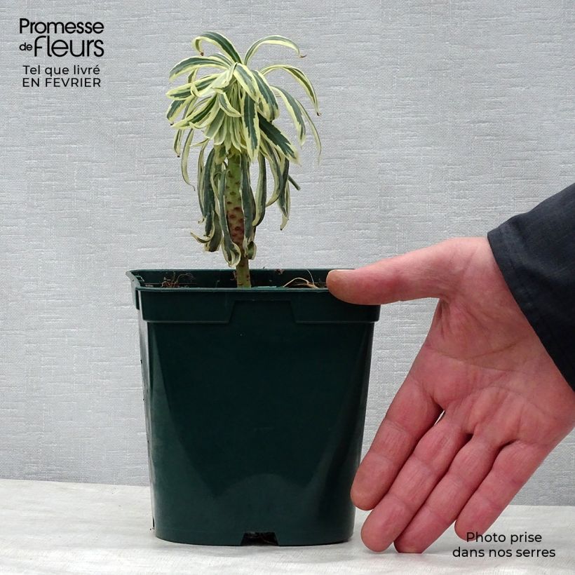 Euphorbia characias Tasmanian Tiger - Euphorbe panachée en pot de 1.5L/2L Ejemplar entregado en invierno