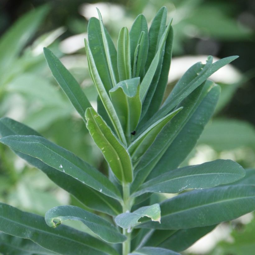 Euforbio mediterráneo subsp. characias - Euphorbia characias (Follaje)