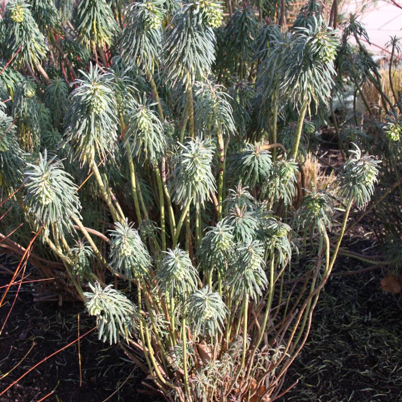 Euforbio mediterráneo ssp. wulfenii - Euphorbia characias (Porte)