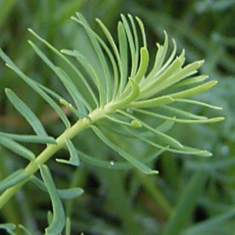 Euphorbia cyparissias - Euforbia ciprés (Follaje)