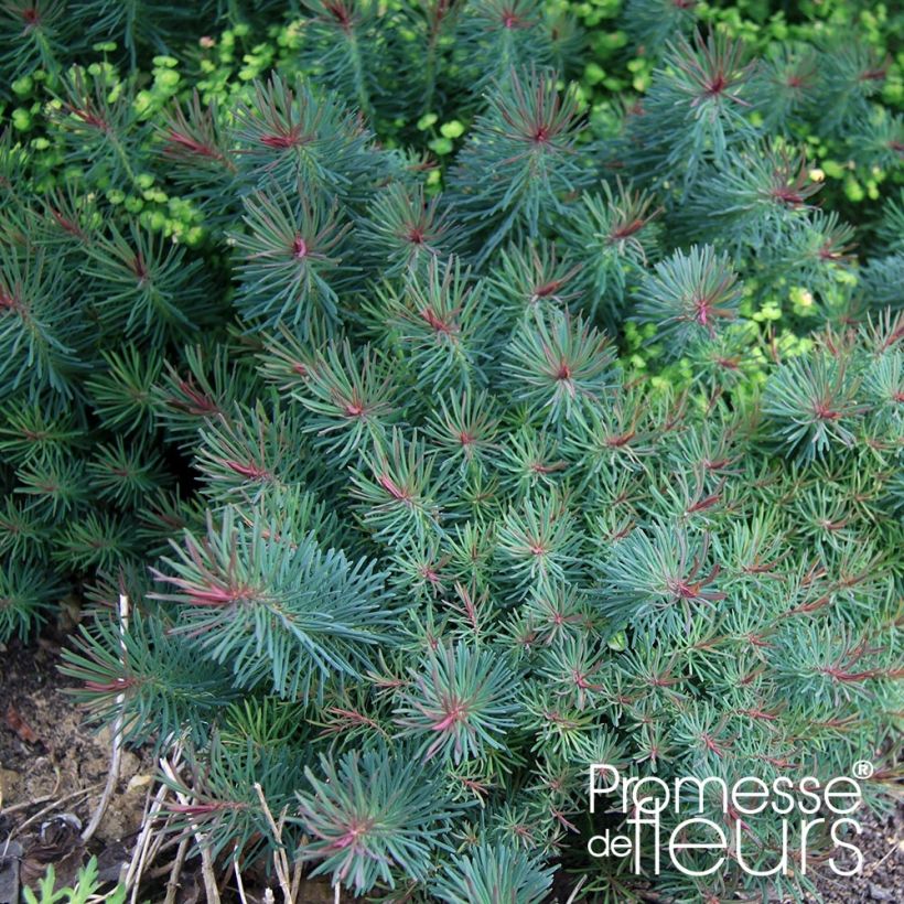 Euphorbia cyparissias Clarice Howard - Euforbia ciprés (Follaje)