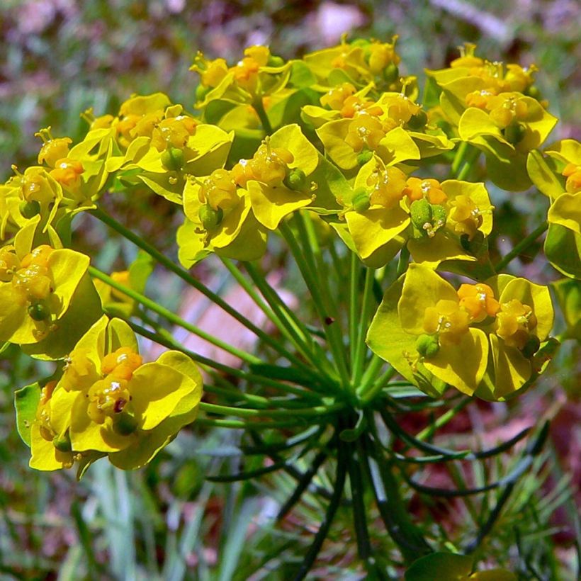 Euphorbia cyparissias Clarice Howard - Euforbia ciprés (Floración)