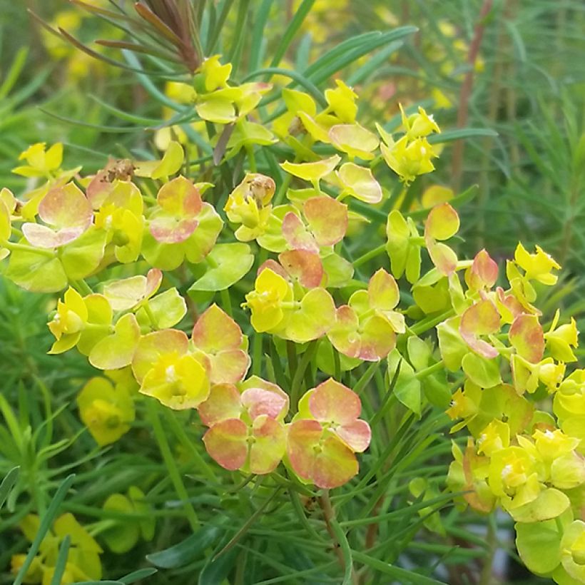 Euphorbia cyparissias Orange Man - Euforbia ciprés (Floración)