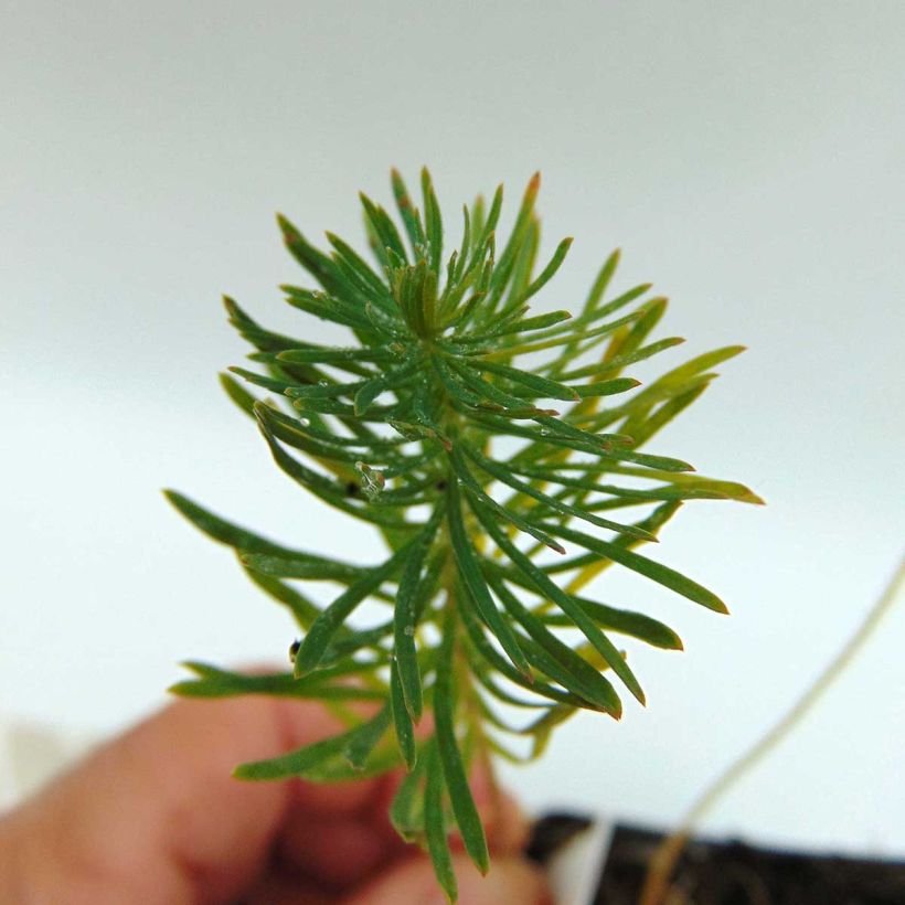 Euphorbia cyparissias Orange Man - Euforbia ciprés (Follaje)