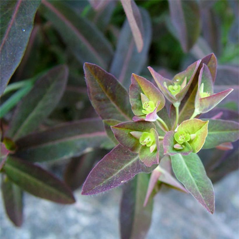 Euphorbia dulcis Chameleon - Lechetrezna (Follaje)