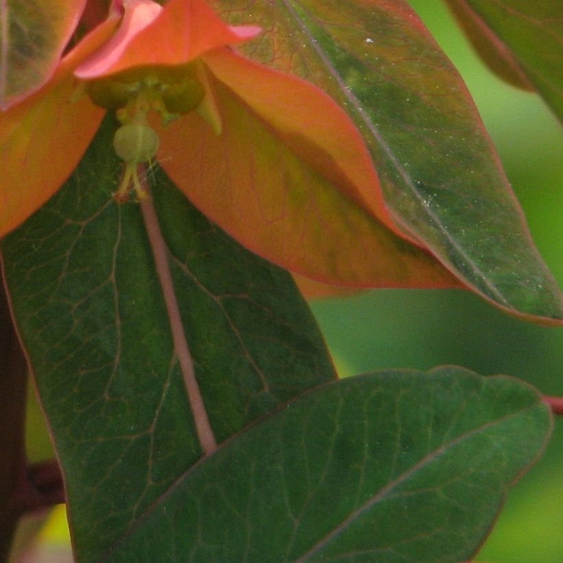 Euphorbia griffithii - Lechetrezna de Griffith (Follaje)