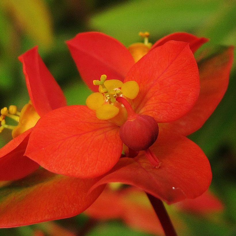 Euphorbia griffithii - Lechetrezna de Griffith (Floración)