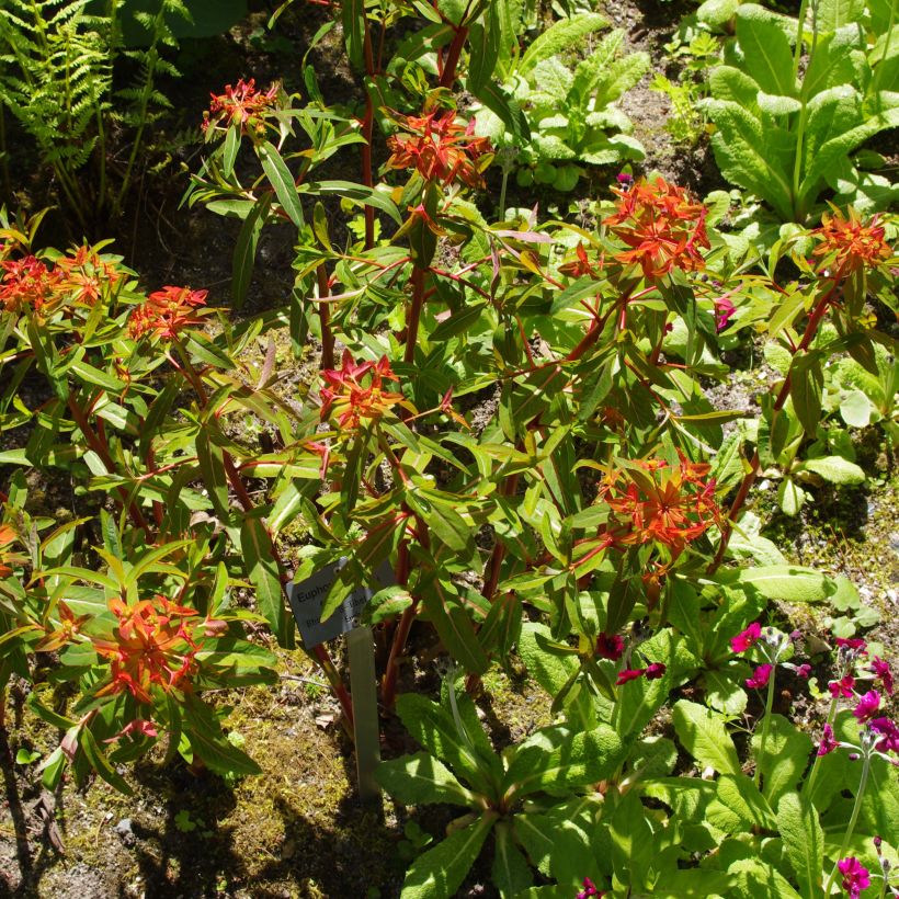 Euphorbia griffithii - Lechetrezna de Griffith (Porte)