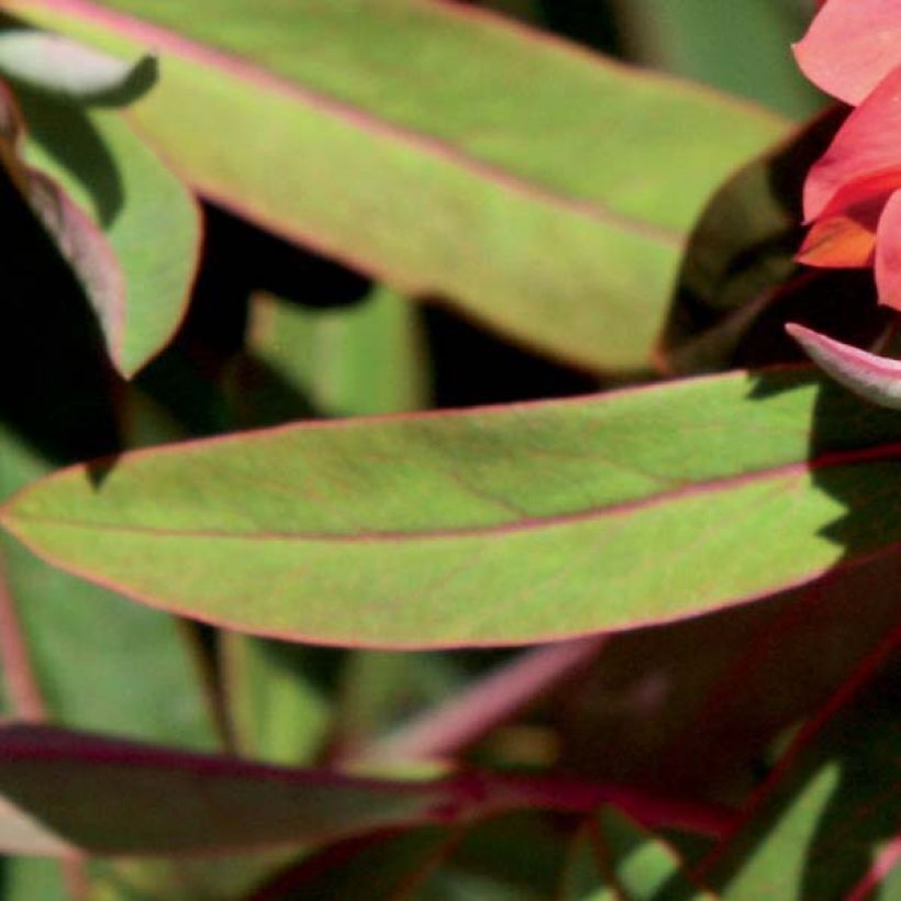 Euphorbia griffithii Fireglow - Lechetrezna de Griffith (Follaje)