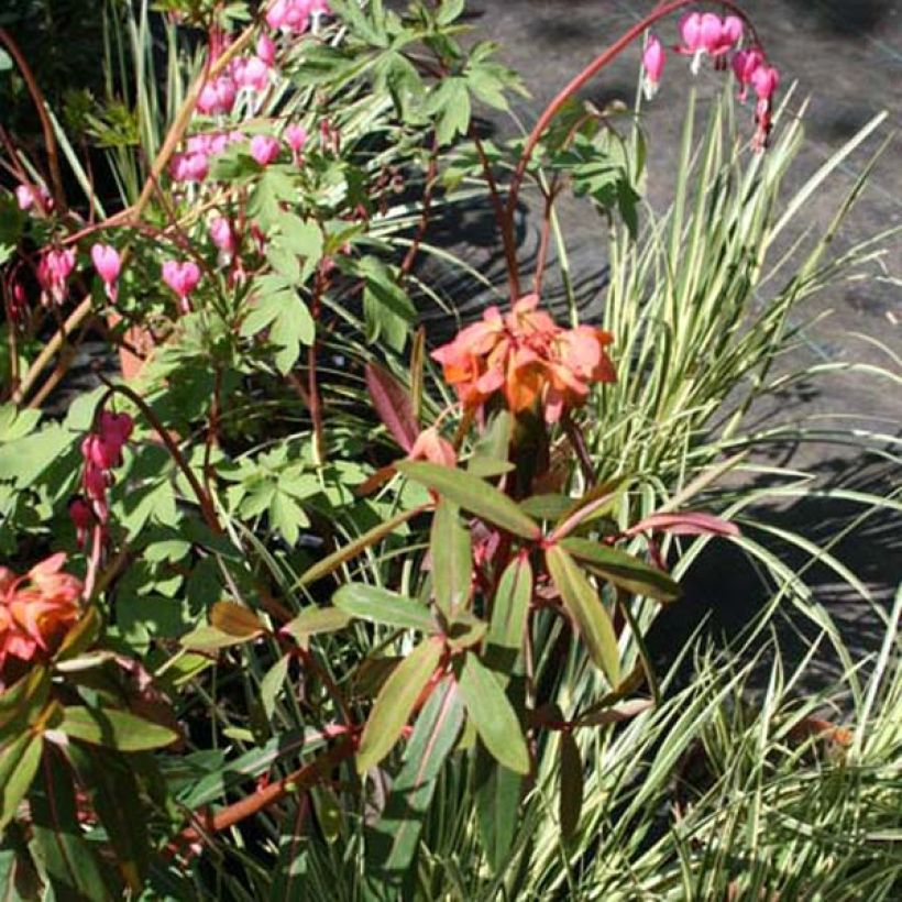 Euphorbia griffithii Fireglow - Lechetrezna de Griffith (Porte)