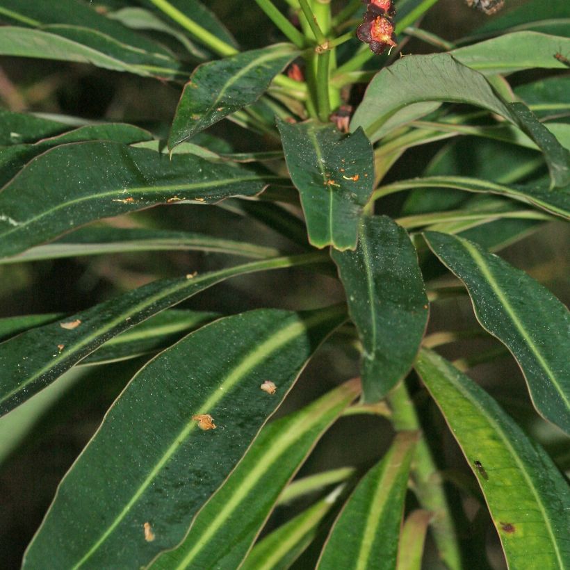 Euphorbia mellifera - Lechetrezna de miel (Follaje)