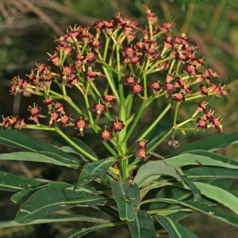 Euphorbia mellifera - Lechetrezna de miel (Floración)