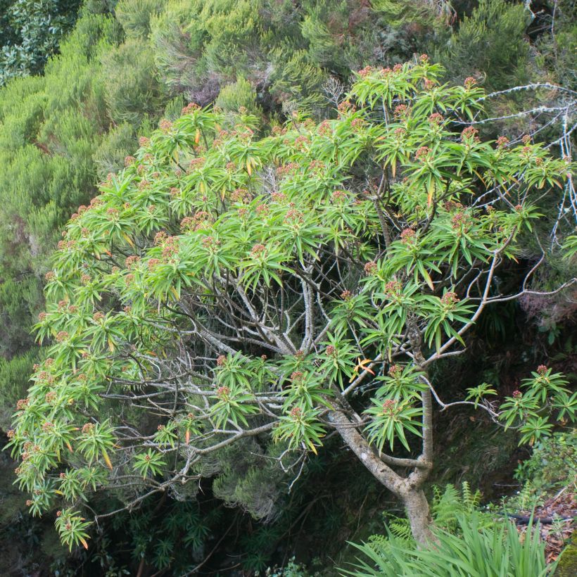 Euphorbia mellifera - Lechetrezna de miel (Porte)