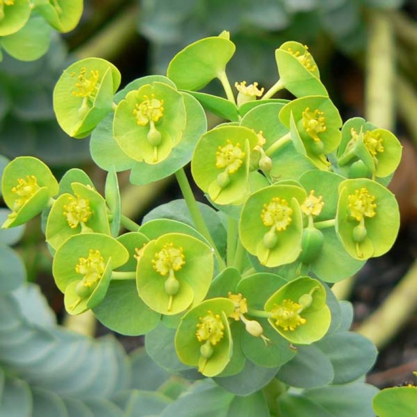 Euphorbia myrsinites - Euforbia de hoja de mirto (Floración)