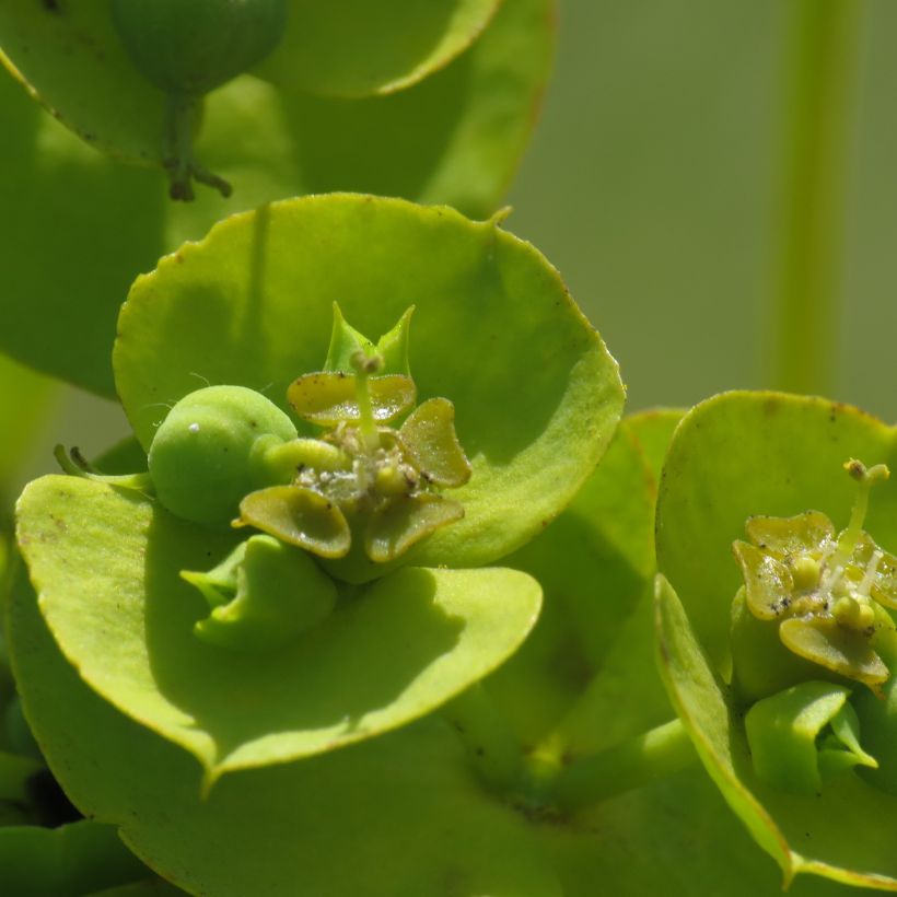 Euphorbia nicaeensis - Lechetrezna de Niza (Floración)