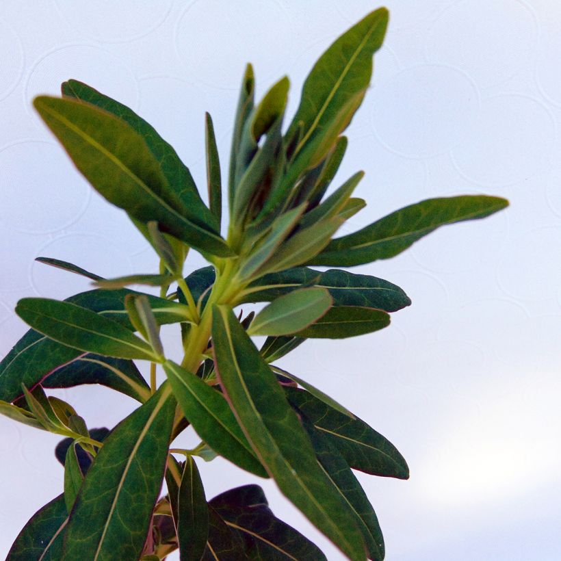 Euphorbia palustris - Lechetrezna de pantano (Follaje)