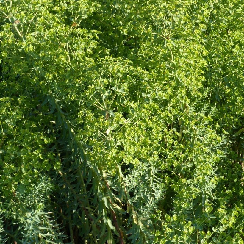 Euphorbia pithyusa subsp. cupanii Ponte Leccia - Lechetrezna (Floración)