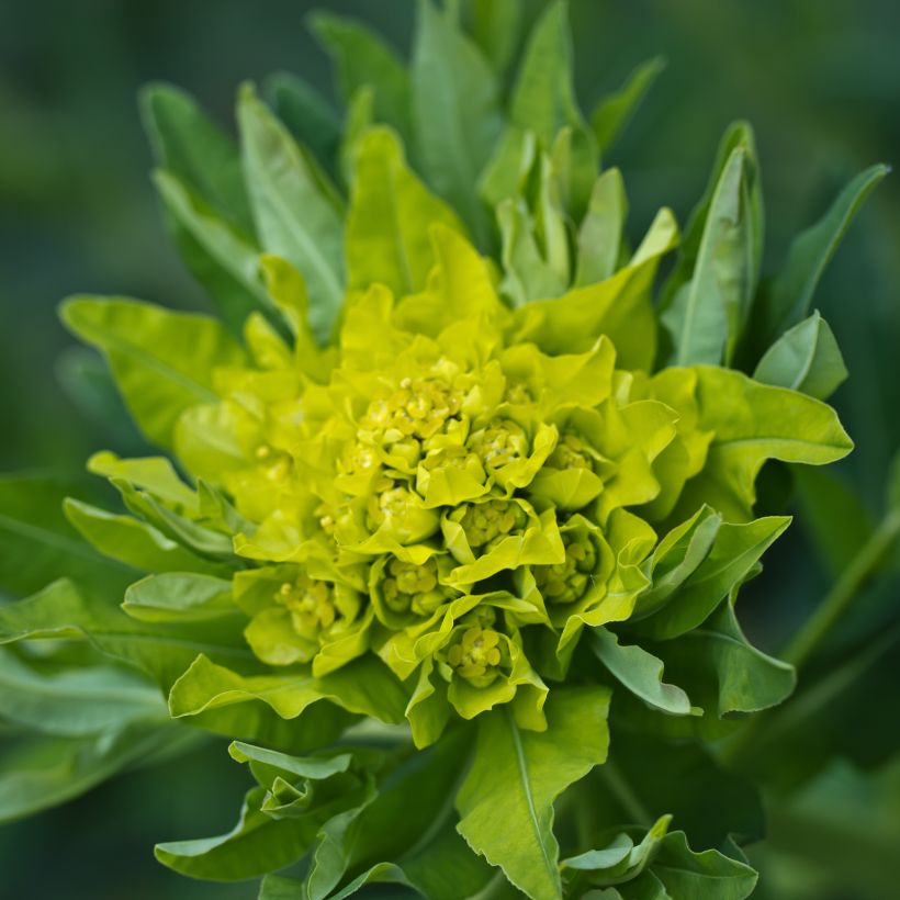 Euphorbia polychroma - Lechetrezna (Floración)