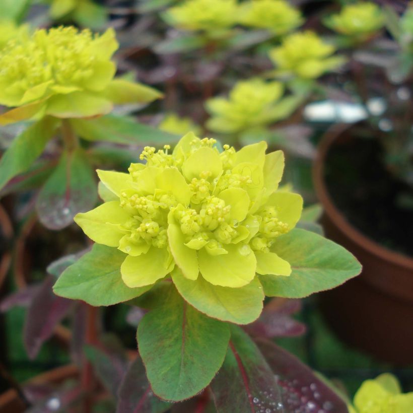 Euphorbia polychroma Bonfire - Lechetrezna (Floración)