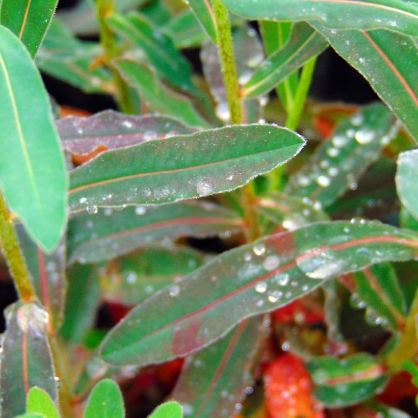 Euphorbia polychroma Purpurea - Lechetrezna (Follaje)