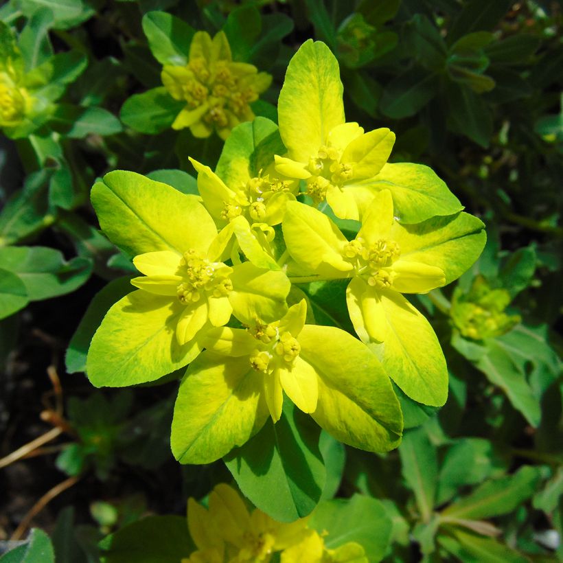 Euphorbia polychroma Purpurea - Lechetrezna (Floración)