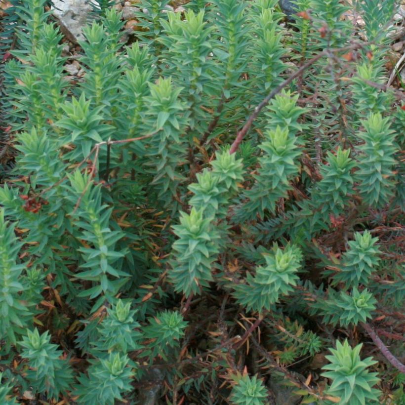 Euphorbia pithyusa - Lechetrezna (Follaje)