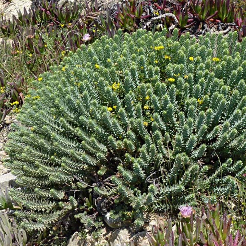 Euphorbia pithyusa - Lechetrezna (Porte)