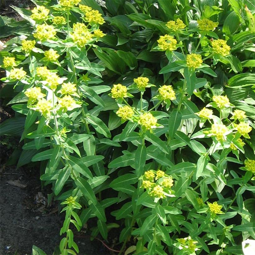 Euphorbia schillingii - Lechetrezna (Porte)