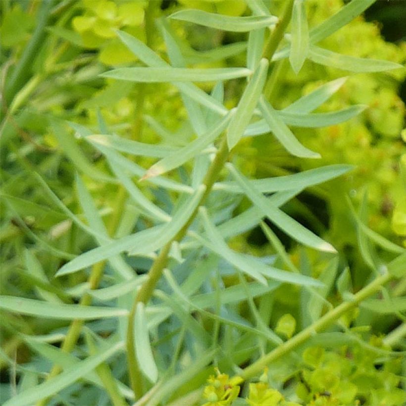 Euphorbia seguieriana subsp. niciciana - Lechetrezna (Follaje)