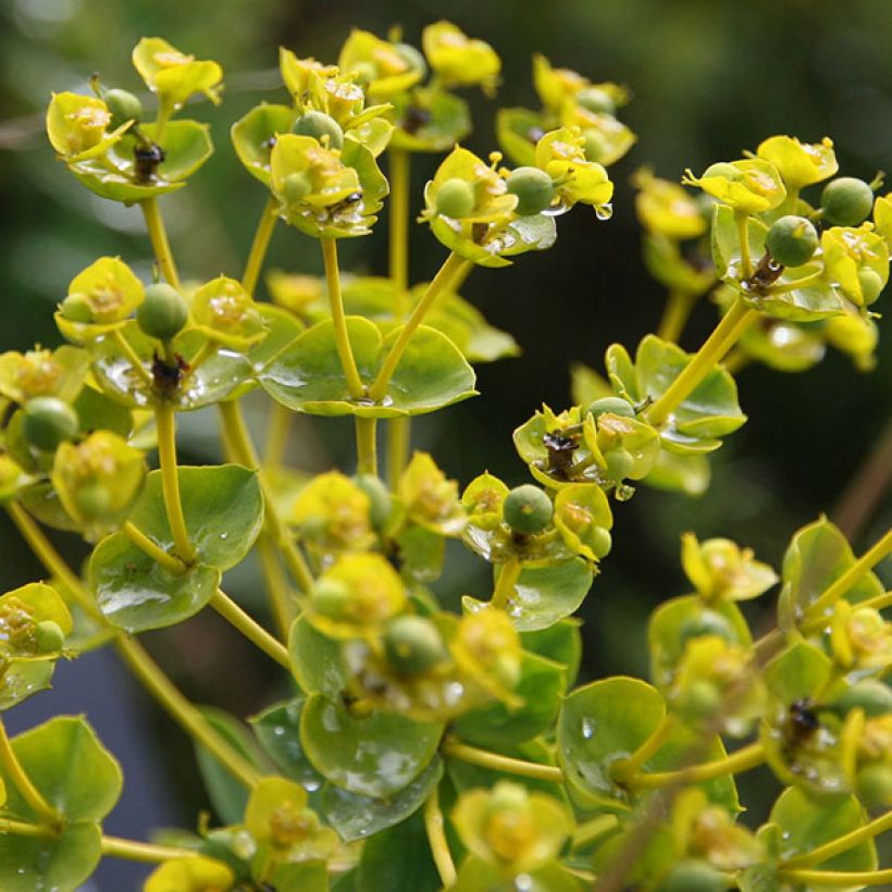 Euphorbia seguieriana subsp. niciciana - Lechetrezna (Floración)