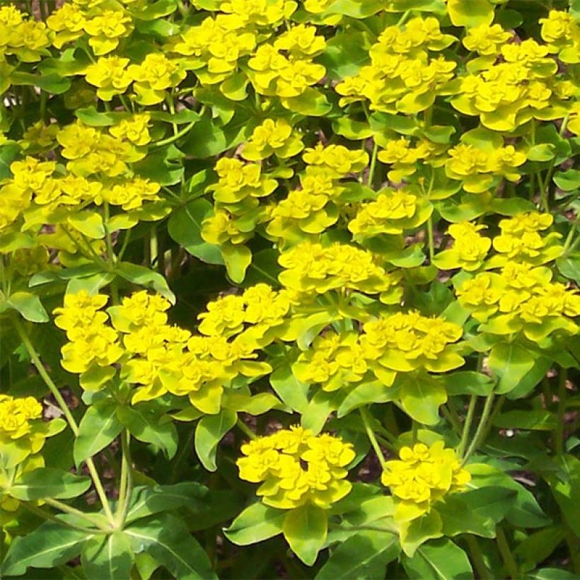 Euphorbia wallichii - Lechetrezna (Floración)