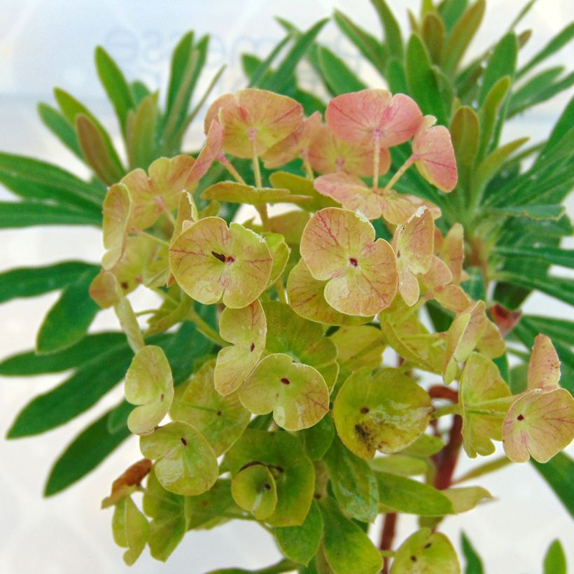 Euphorbia martinii Baby Charm - Lechetrezna (Floración)