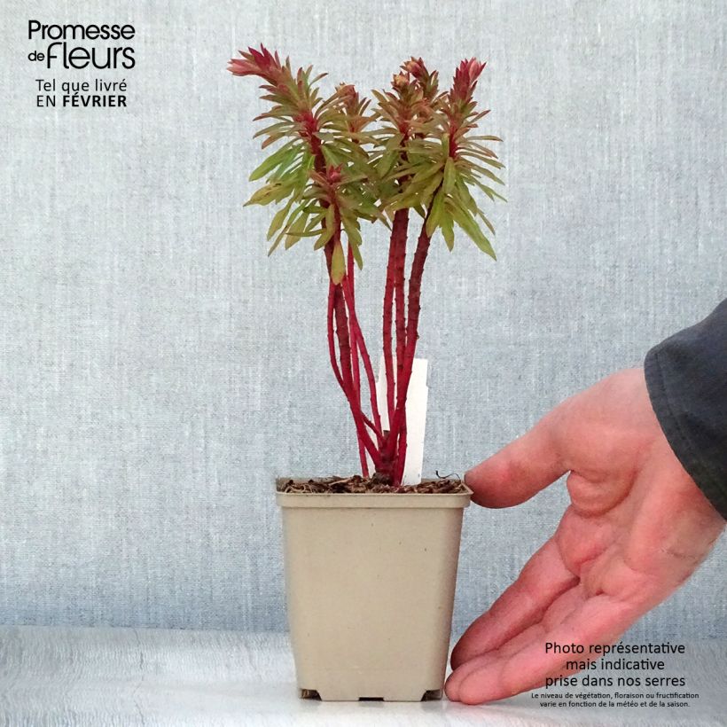 Euphorbia x martinii Baby Charm - Euphorbe hybride Godet de 9cm Ejemplar entregado en invierno