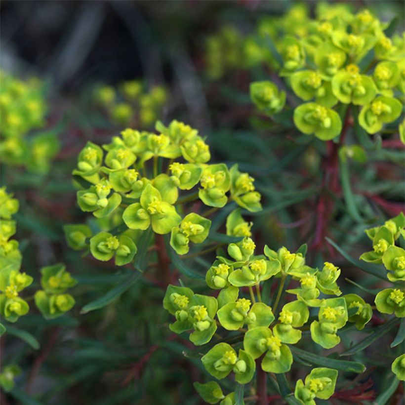 Euphorbia cyparissias Fens Ruby - Euforbia ciprés (Floración)