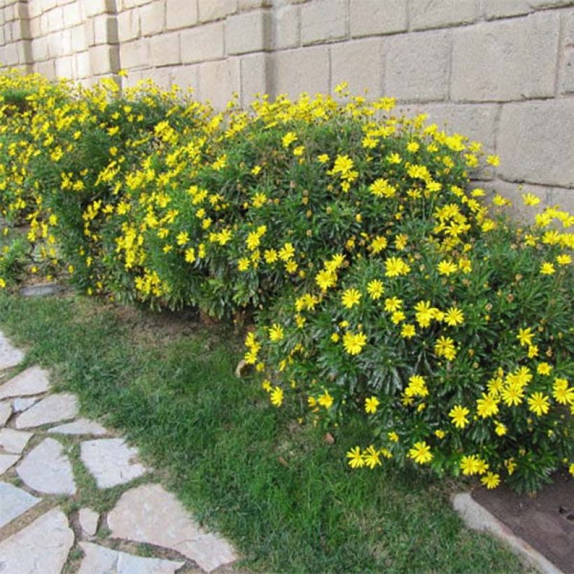 Euryops chrysanthemoides - Margarita amarilla (Porte)