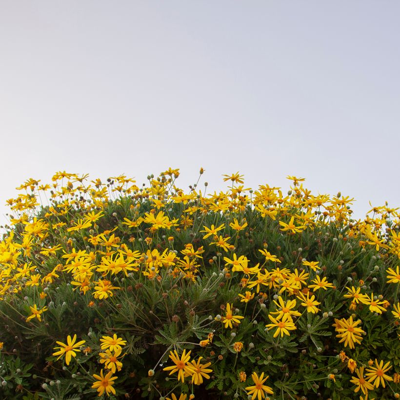 Euryops chrysanthemoides Sonnenschein - Margarita amarilla (Porte)