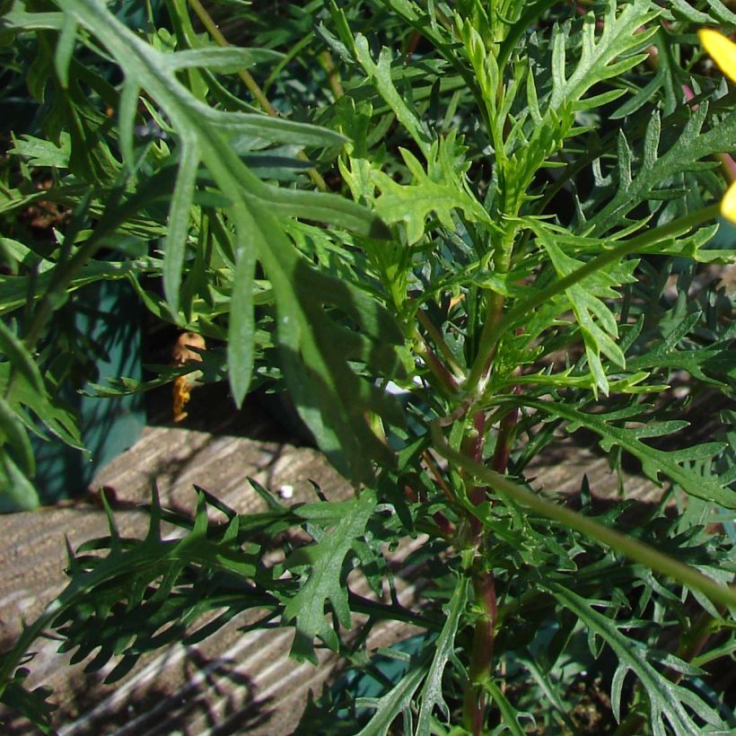 Euryops pectinatus - Margaritero gris (Follaje)