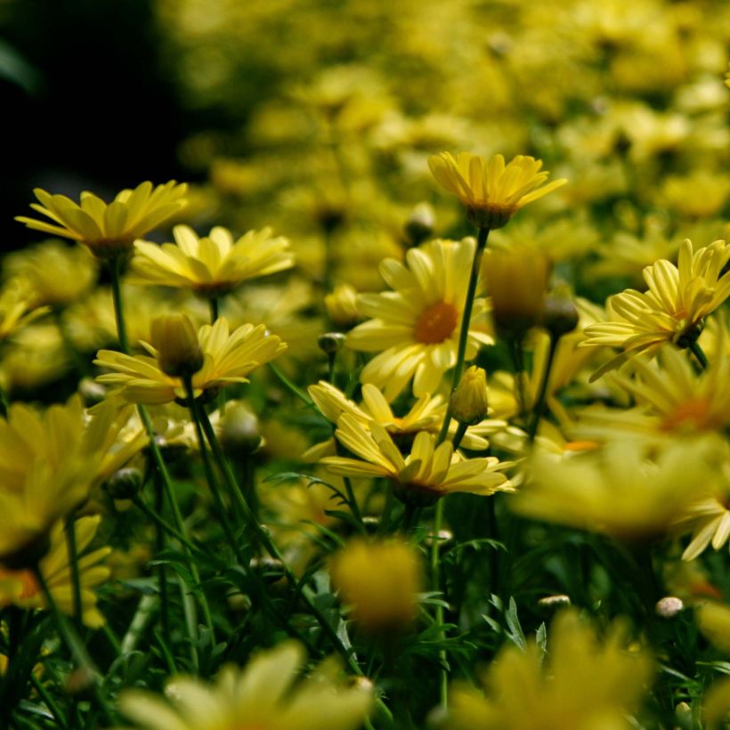 Euryops pectinatus - Margaritero gris (Floración)