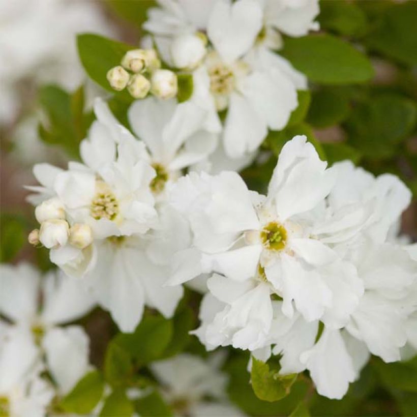 Exochorda macrantha Lotus Moon (Floración)