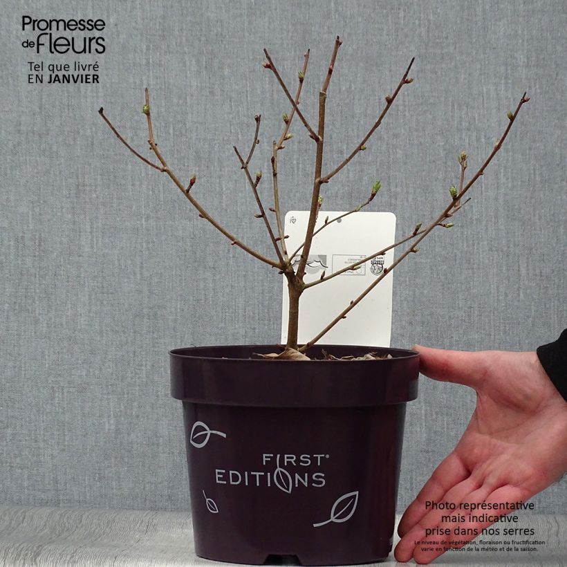 Exochorda Lotus Moon - Exochorde hybride - Arbre aux perles en pot de 3L/4L Ejemplar entregado en invierno