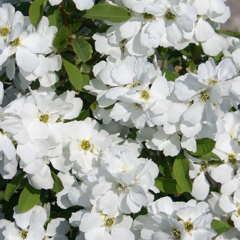 Exochorda racemosa Magical Springtime (Floración)