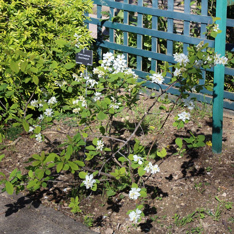 Exochorda racemosa Magical Springtime (Porte)