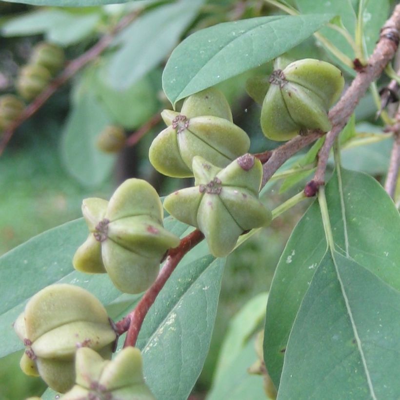 Exochorda racemosa Niagara (Cosecha)