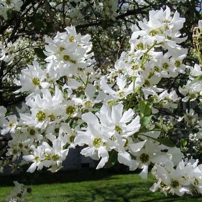 Exochorda serratifolia Snow White (Floración)