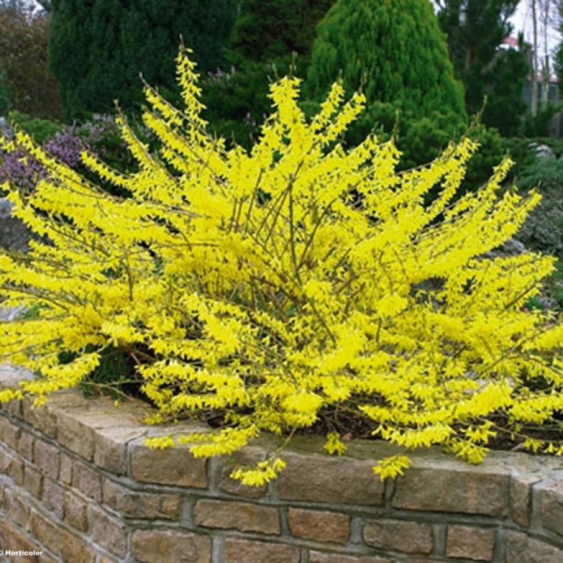 Forsythia intermedia Marée d'Or (Porte)